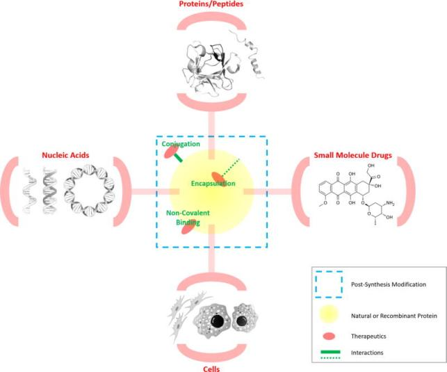 Therapeutic-format Antibodies & Fc-Fusion Proteins