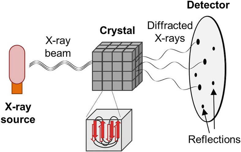 Structural Biology (Cryo-EM / Crystallography / Biophysics)