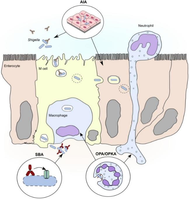 Antibody Discovery against Membrane Targets