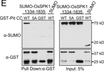 Soluble Production of Proteins with Aggregation-prone Behavior