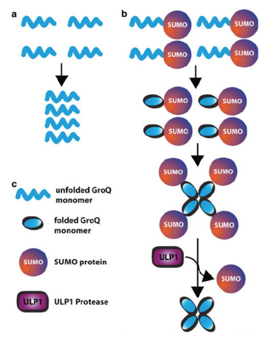 Enzyme and Kinase Preparations Favoring Tag-free Forms