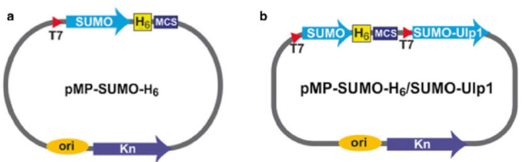 Antigen Preparation Minimizing Non-native Tag Sequences