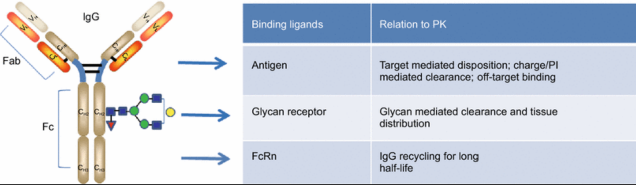 Introduction to Fc Fusion Protein