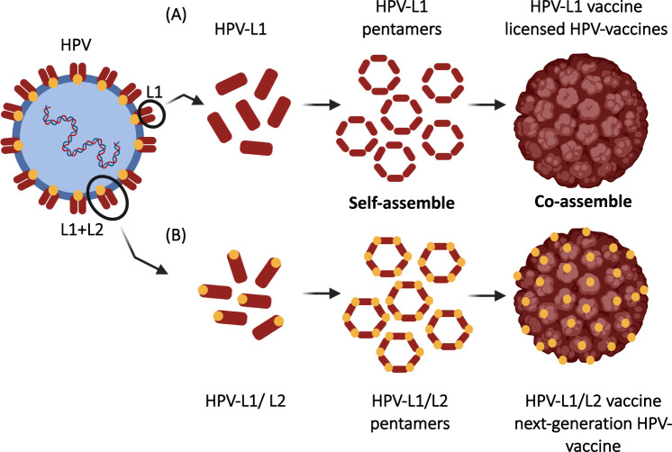 Vaccine Antigen & Virus-Like Particle (VLP) Production