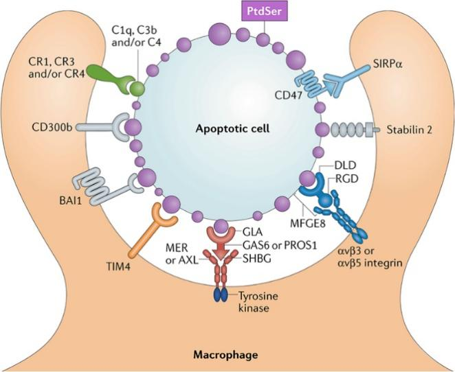 Enzymes, Cytokines, and Growth Factors for Cell-Based Assays