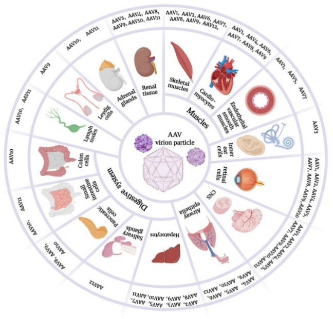 Cell & Gene Therapy Support
