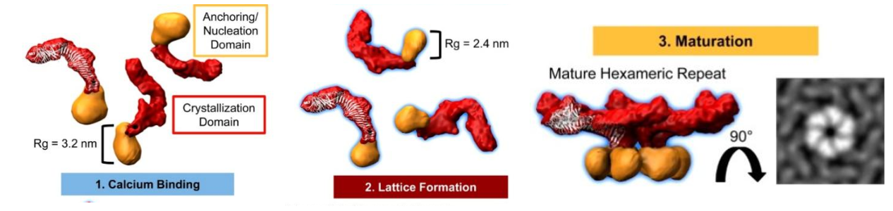 Structural Biology and Crystallography