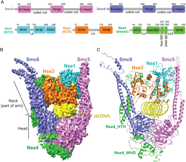 Structural Biology and Cryo EM
