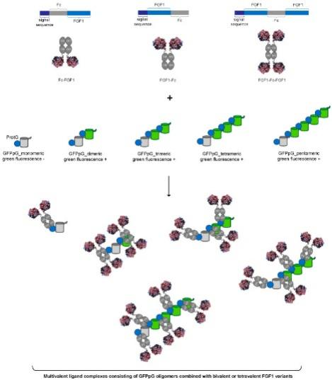 Therapeutic Format Proteins and Fc Fusions