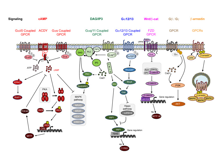 Membrane Proteins and Receptor Studies
