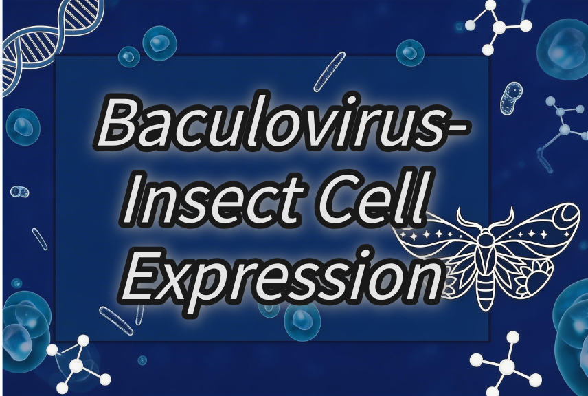 Baculovirus-Insect Cell Expression