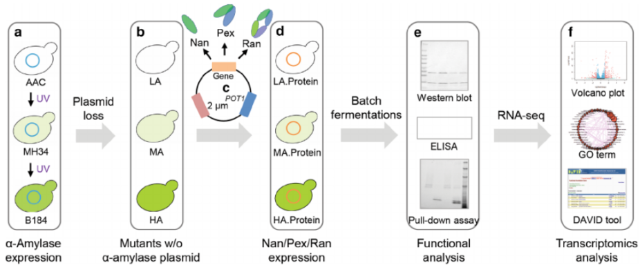 Therapeutic Format Proteins and Antibody Fragments