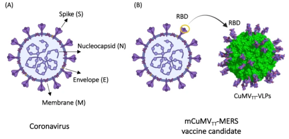 Vaccine Antigens and VLPs