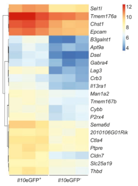 Protein Engineering and Library Screening