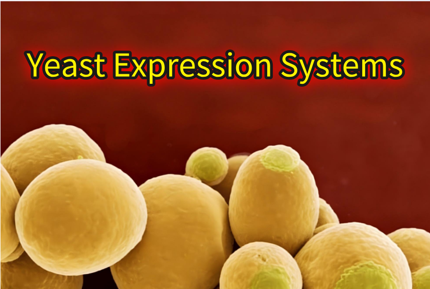 Yeast Expression Systems Services