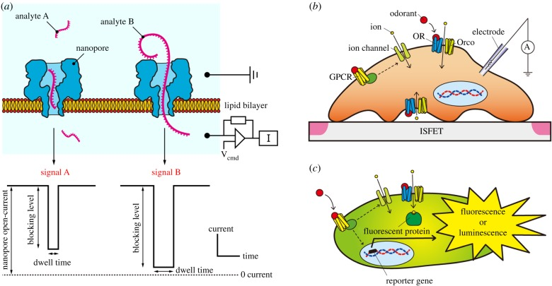 Biosensor and Surface Immobilization Formats