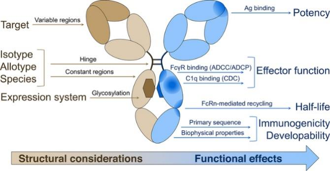 Therapeutic Antibody Discovery