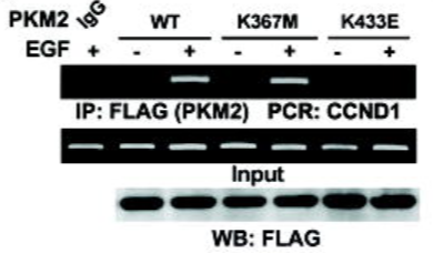 Protein Protein Interaction Analysis