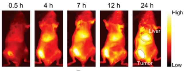 In Vivo Imaging and Biodistribution Contexts