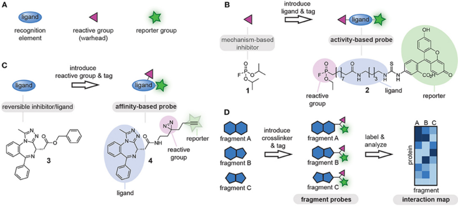 Mechanism Probes and Activity-Linked Labeling