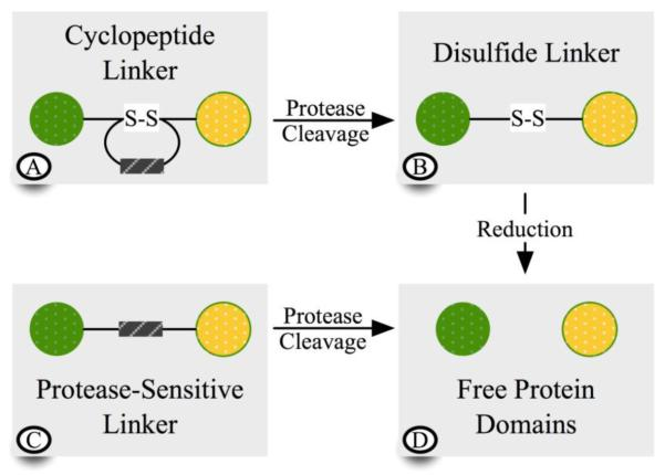 Therapeutic and Antibody Development