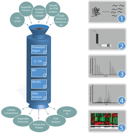 Proteomics and Mass Spectrometry Sample Preparation
