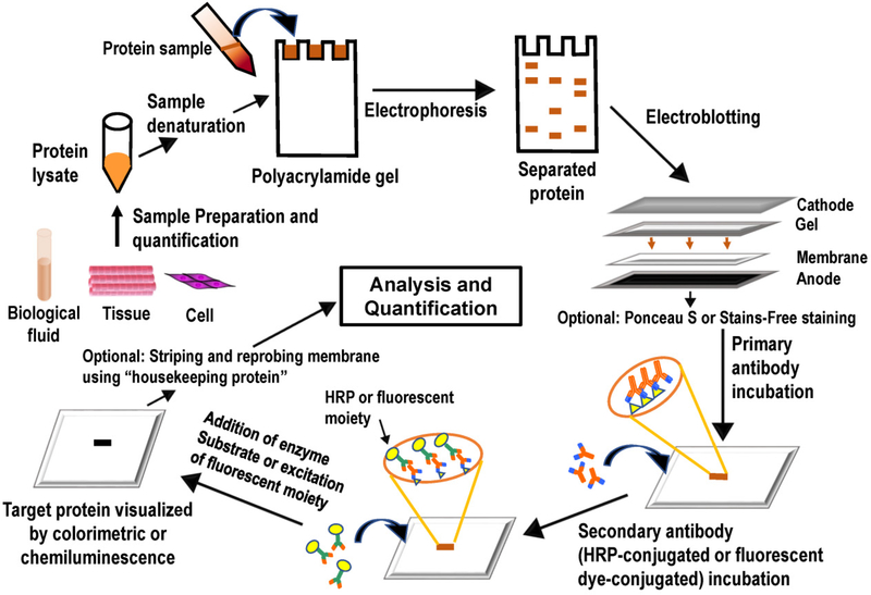 Western Blotting and Immunoassay Support
