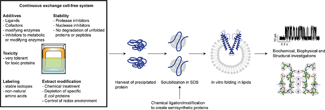 Cell-Free In Vitro Protein Expression