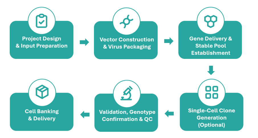 Custom Gene Expression Cell Lines