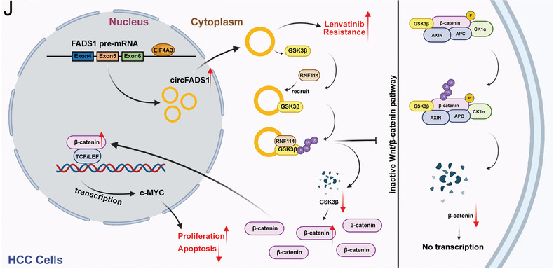 Cell-based assay development