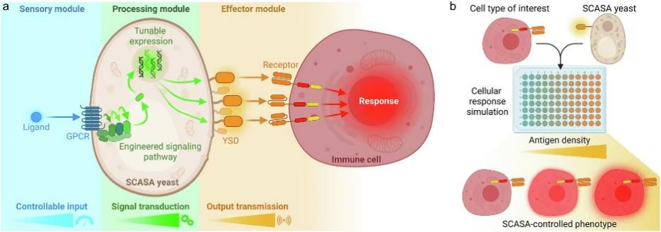 Secreted protein studies