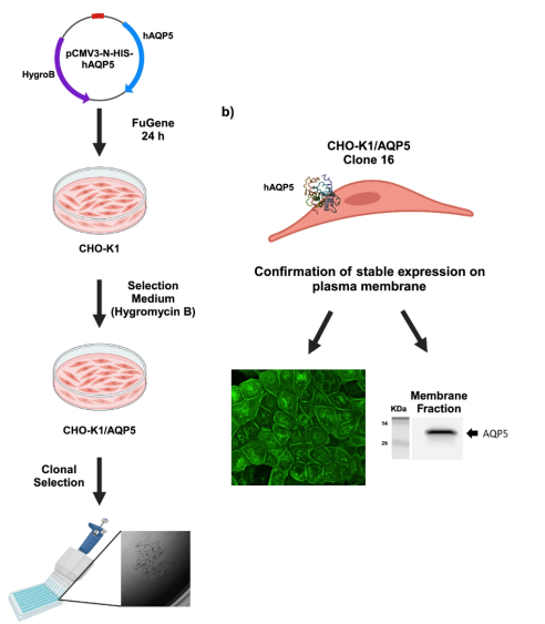 Antibody discovery & validation support