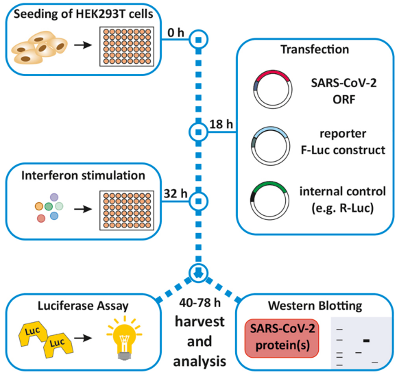 Transcription Factor Activity Monitoring