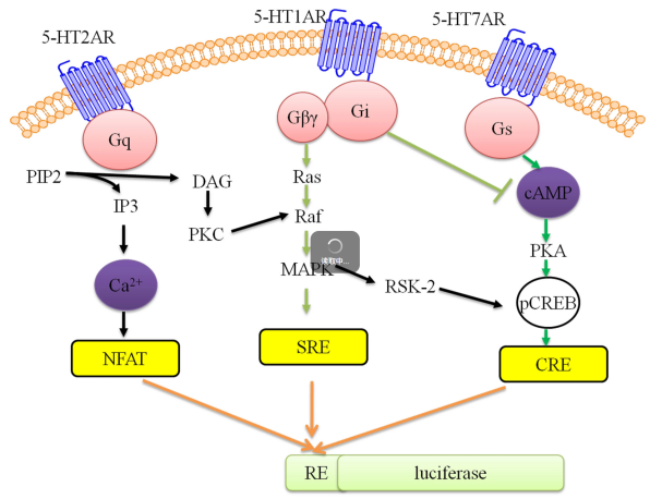 GPCR and Receptor Signaling Assays