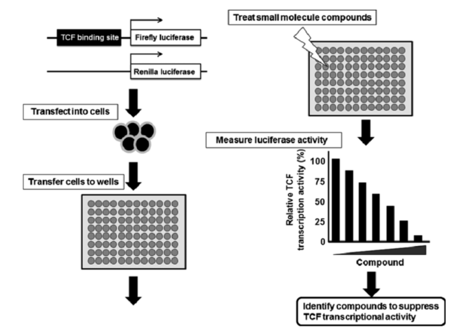 Pathway Perturbation and Compound Screening