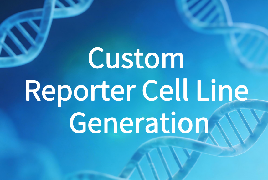 Custom Reporter Cell Line Generation