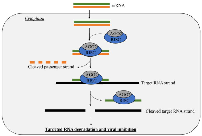 Mechanism-of-Action and Loss-of-Function Studies