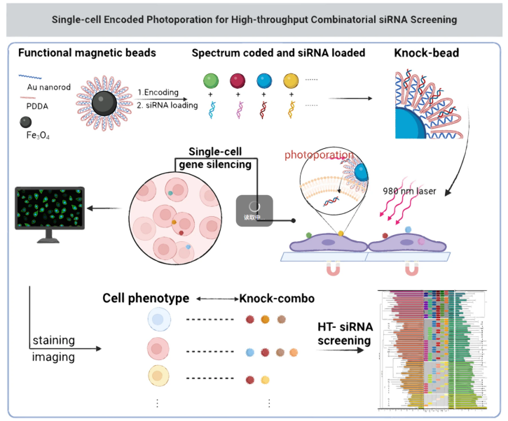 Cell-Based Assay Development and Screening
