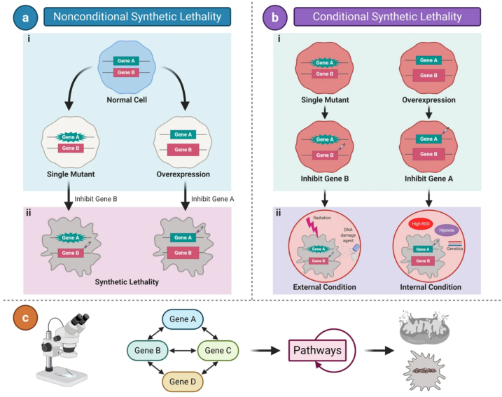 Synthetic Lethality and Combination Studies
