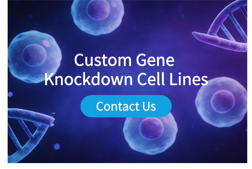 Custom Gene Knockdown Cell Lines