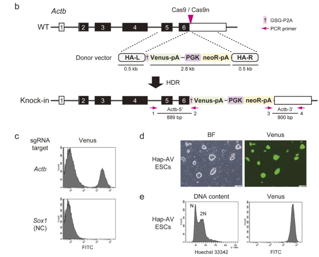 Endogenous Reporter Cell Lines