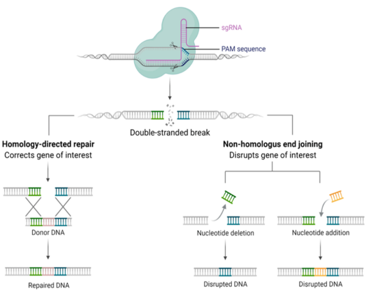 Precise Disease and Variant Modeling