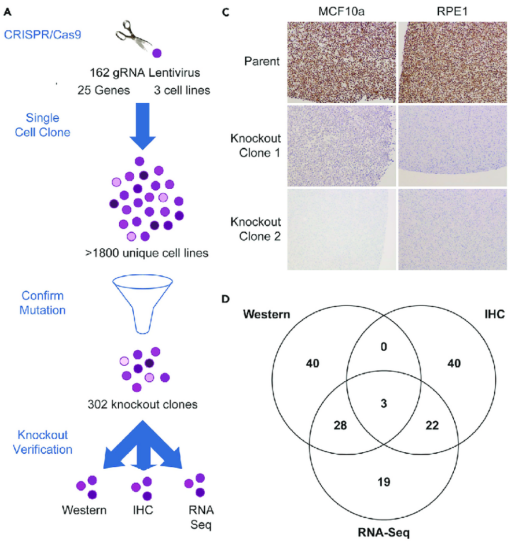 Assay Development with Defined Genotype