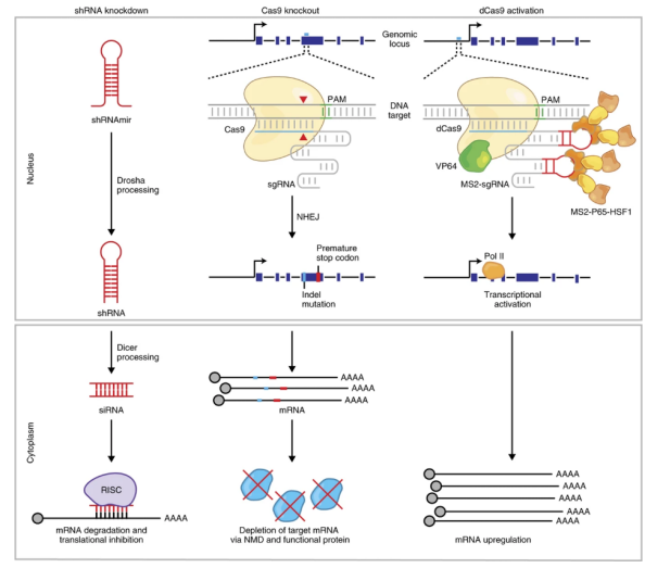 Mechanism-of-Action and Pathway Analysis