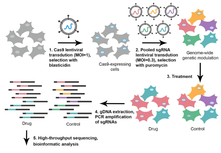 Drug Sensitivity and Resistance Models