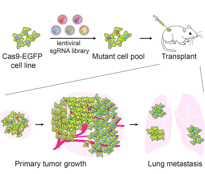 High-throughput screening
