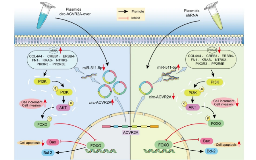 Mechanism-of-action research