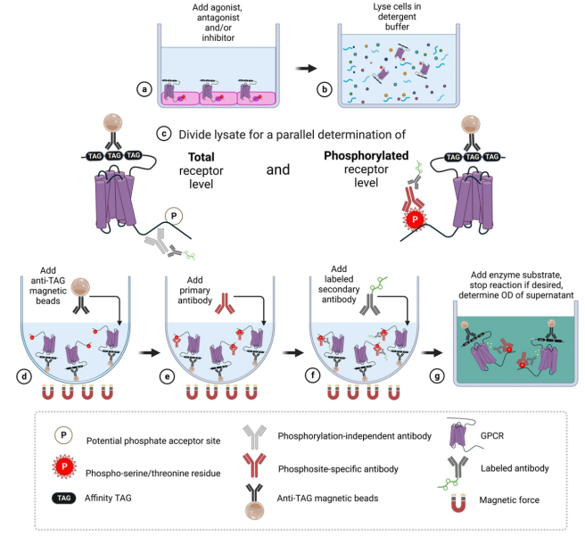 Ligand Discovery and Screening