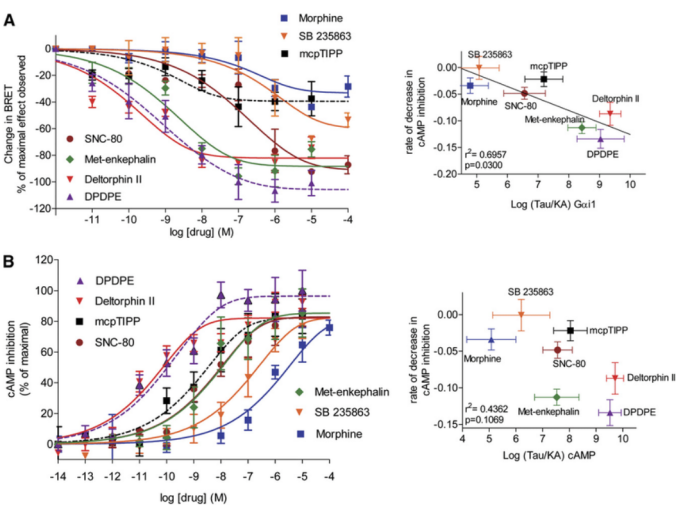 Potency and Selectivity Profiling
