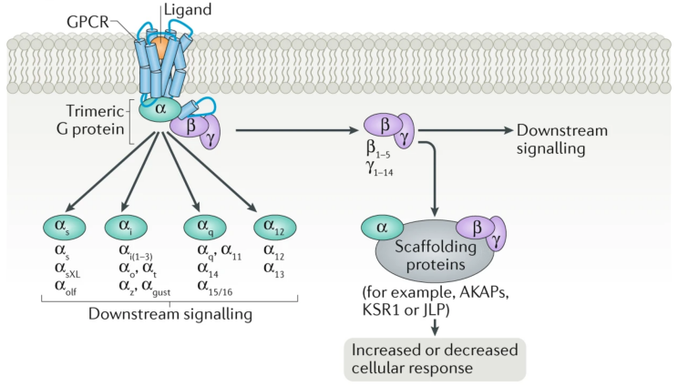 Mechanism-of-Action and Signaling Bias Studies